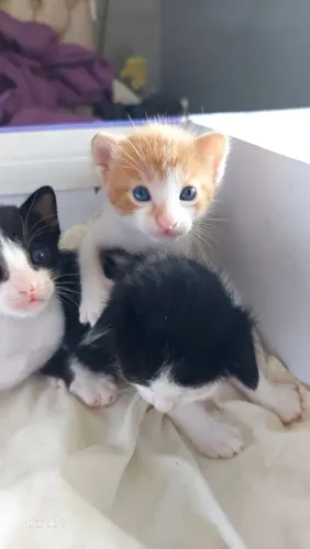 DOIS GATINHOS PRA DOAÇÃO 