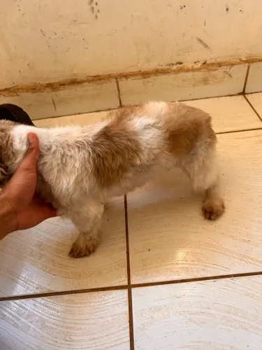 Shih tzu