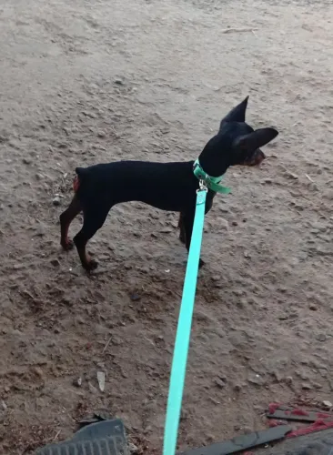 Pinscher fêmea,3 meses de nascida