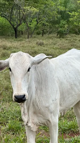 Novilhas Nelore prenhas