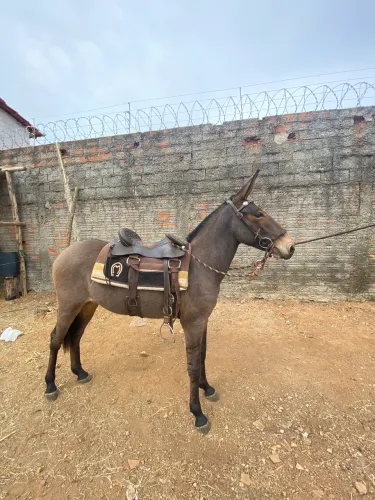 Mula marchadeira