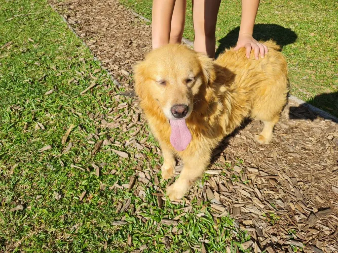 Golden Retriever Fêmea adulta