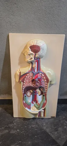 Modelo anatômico