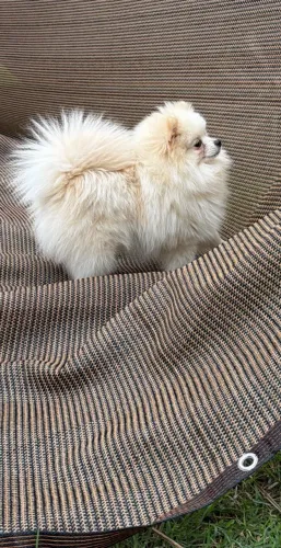Spitz alemão