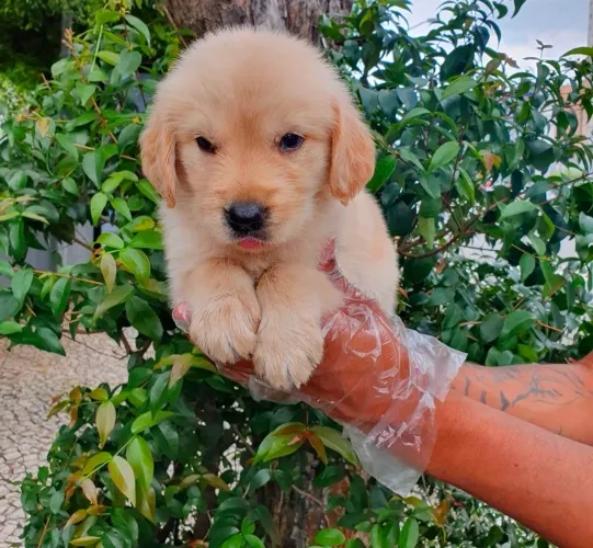 Golden Retriever, 43 dias, vermifugados