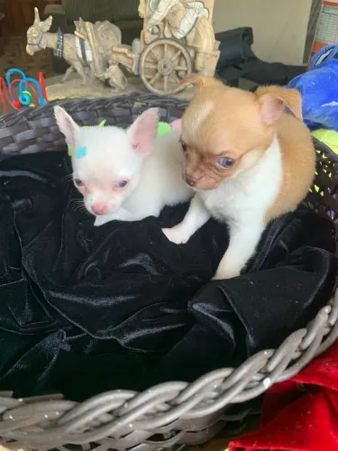 Chihuahua 