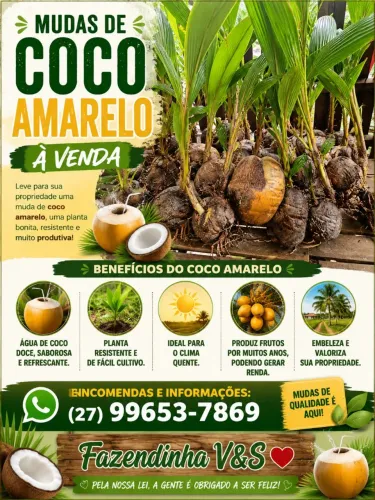 Mudas de coco amarelo
