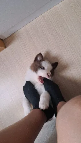 Border Collie