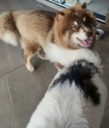 2 HUSKIES SIBERIANOS PUROS + BRINDES- VENDA RESPONSÁVEL