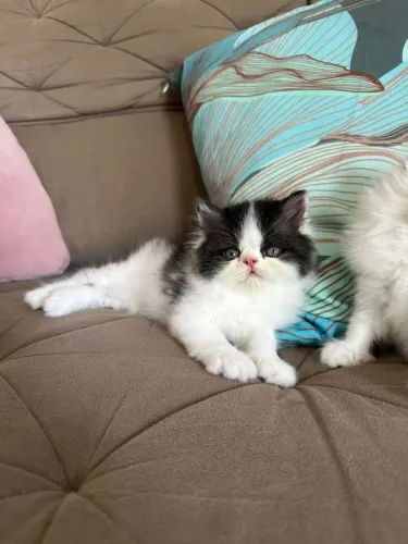 Lindos gatos persas
