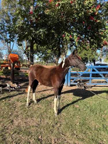 Potra Mangalarga Paulista Pampa de Preto