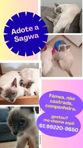 Adoção responsável.