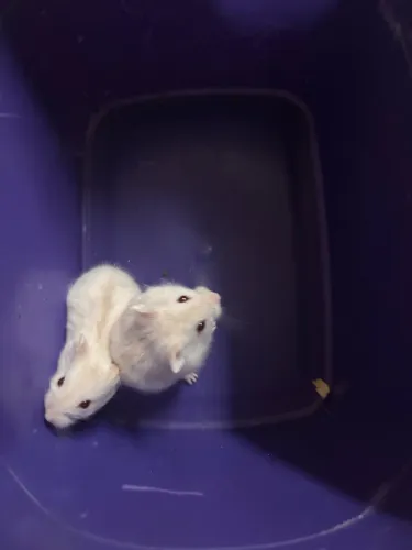 Hamster Anão Russo