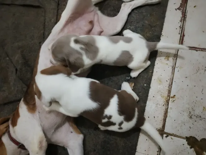 Dois lindos beelges filhotes a venda no valor 1.400