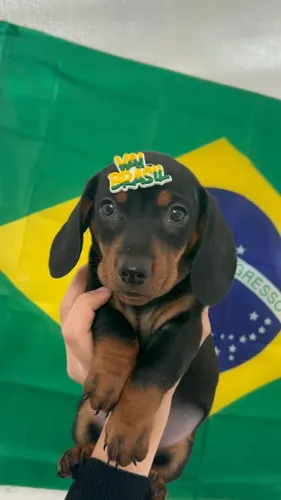Descubra um dachshund cheio de personalidade
