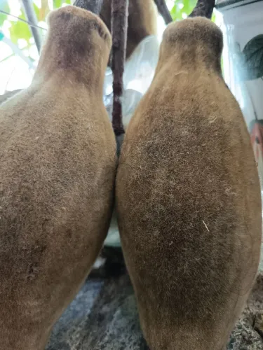 Baobá