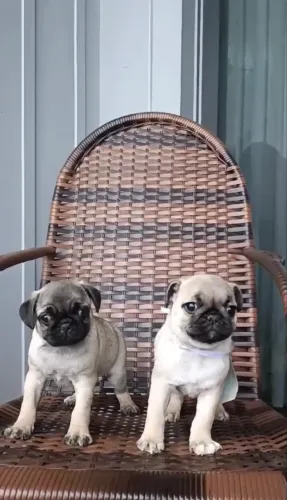 Pug macho lindo filhote
