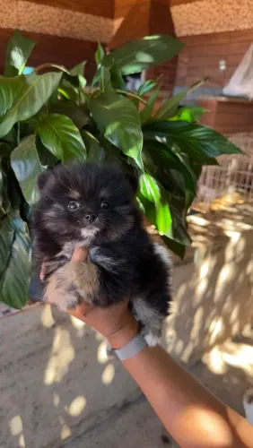 Spitz alemão macho