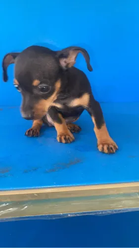 Um cachorro pinche 1