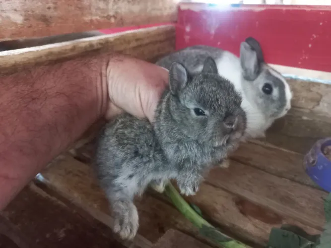 Mini coelhos