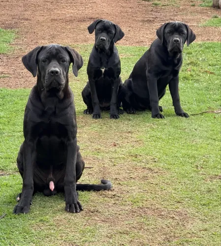 Cane Corso 7 meses