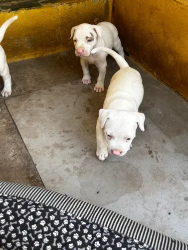 Filhotes de Rednose Puros (Pitbull)
