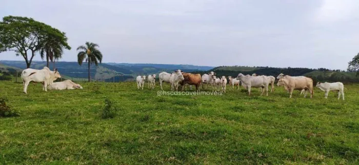 Fazenda à venda no Rio Do Salto - Cascavel/PR