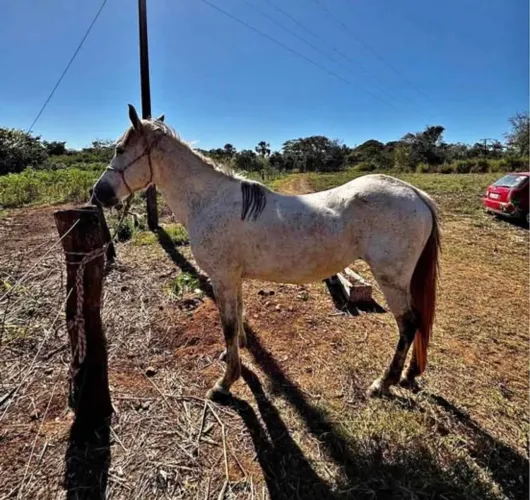 Égua
