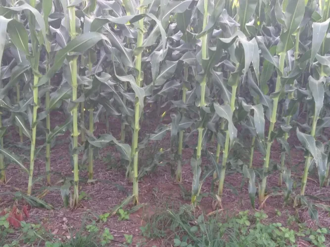 Fazenda 2.733hec com 1.700abertos soja, R$:90 milhões.