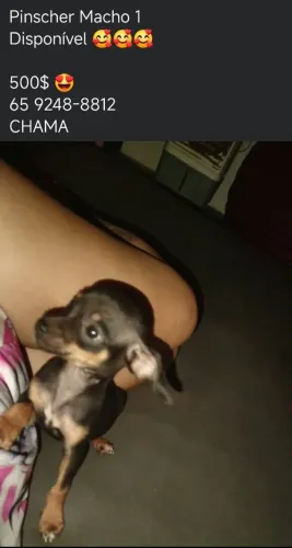 pinscher macho 1