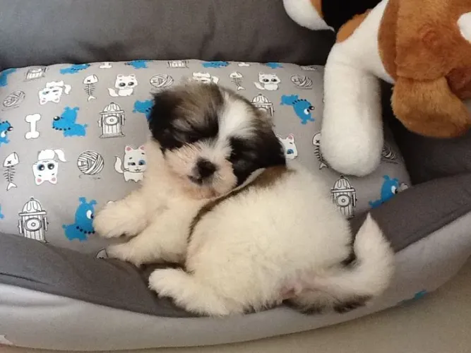 Lhasa Apso fofo