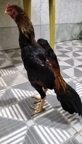 Pinto de raça 