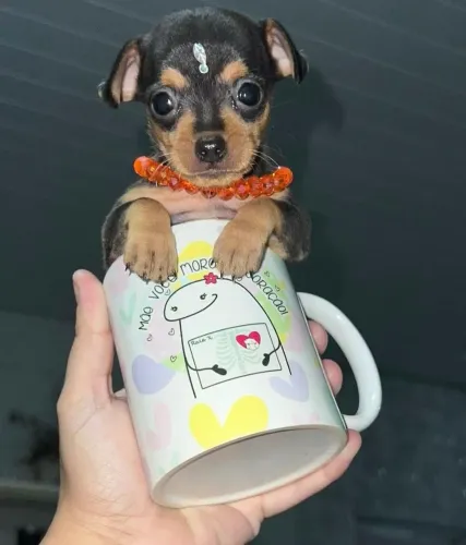 Pinscher Zero