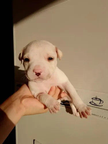 Filhote de Pitbull 