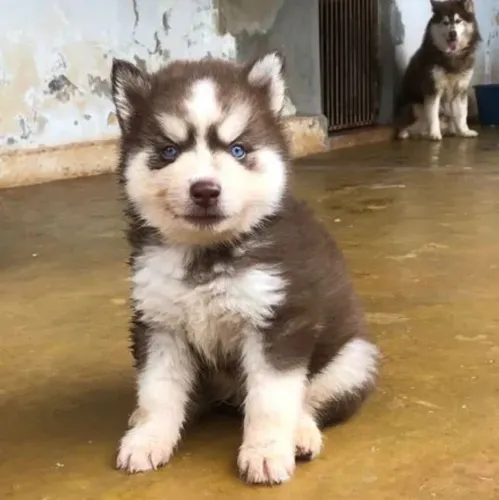 Filhote de husky siberiano 