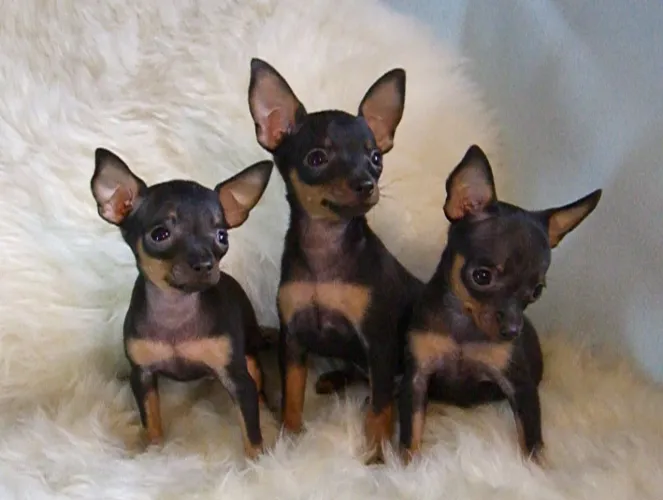 Filhotes de pinscher