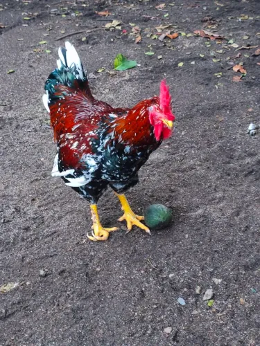 Galo GSB
