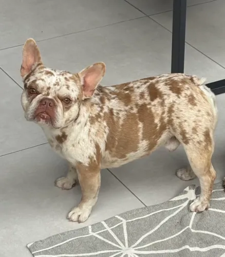 Procura-se namorada para Buldog francês merle