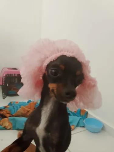 Vendo