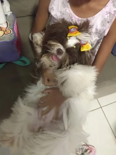 Linda fêmea de Shih Tzu com 7 meses toda vacinada e vermifugada tomou bravec