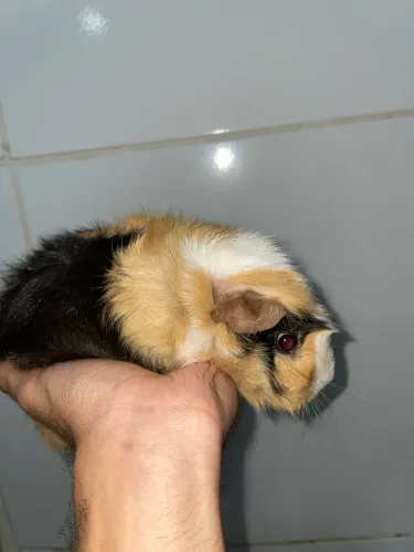 Porquinhas-da-Índia 