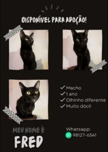 Lindos gatinhos para adoção 