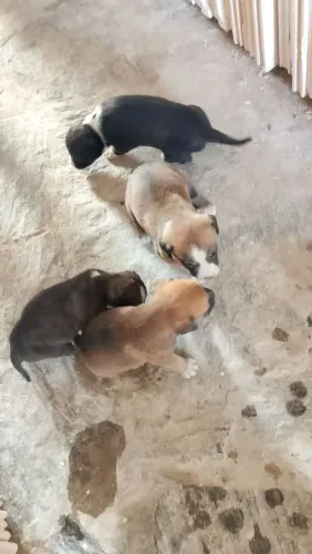 Filhotes de cachorros