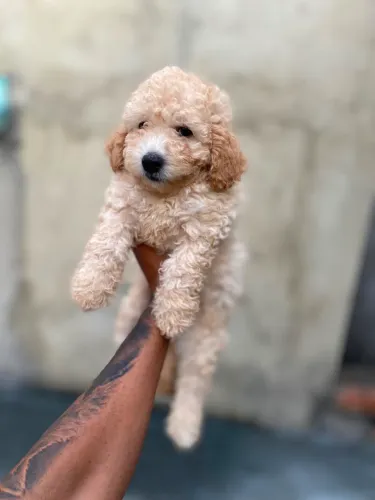POODLE MINI TOY MACHO