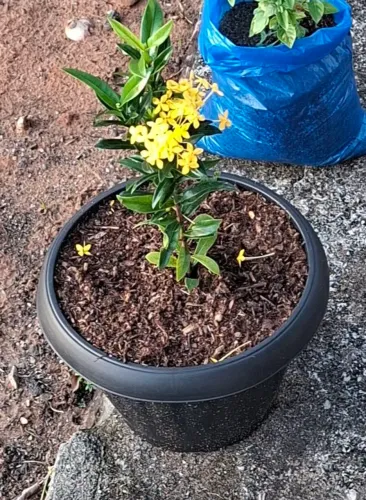 Ixora amarela com vaso