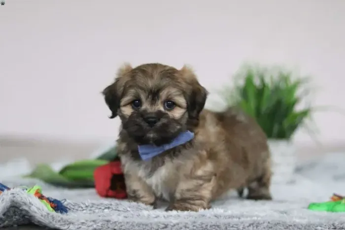 Seu lar mais feliz começa aqui - Shih tzu 