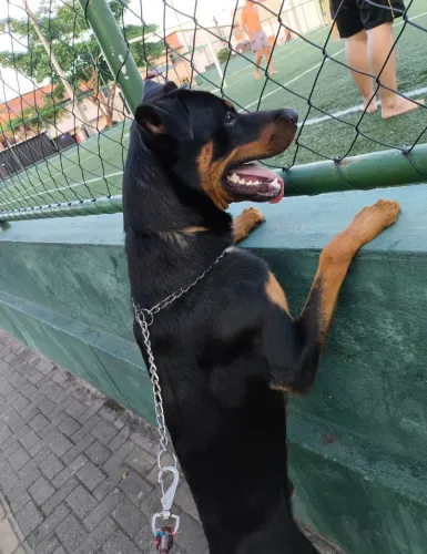 Doação de cachorro.