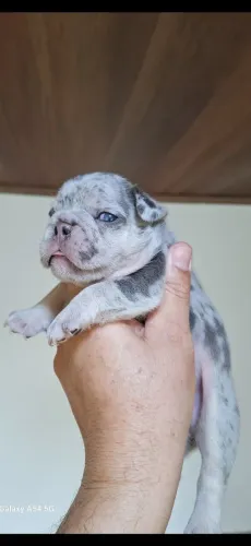 Bulldog Francês merle