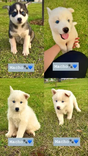 FILHOTES DE HUSKY SIBERIANO À VENDA!