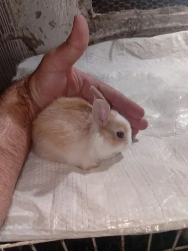 Coelhinhos disponível